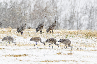 sandhill cranes 101016_MG_0740