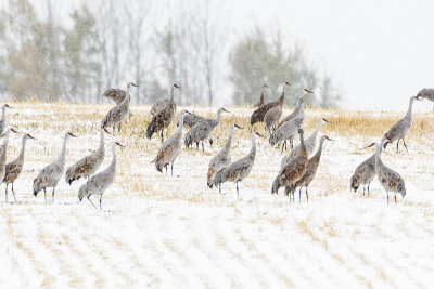 sandhill cranes 101016_MG_9505