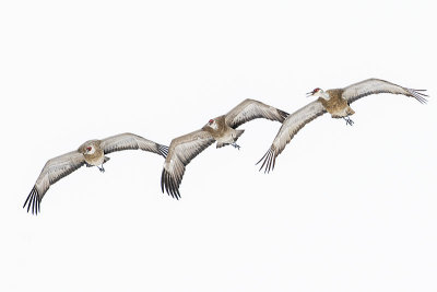 sandhill cranes 101016_MG_9739
