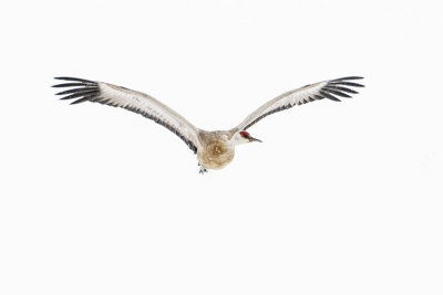 sandhill crane 101016_MG_9955