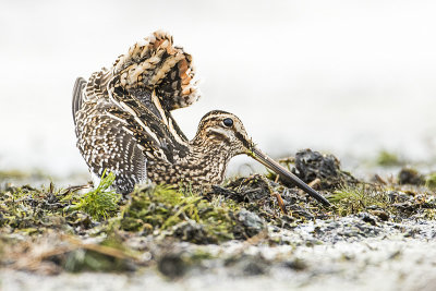 wilson's snipe 101016_MG_1372 