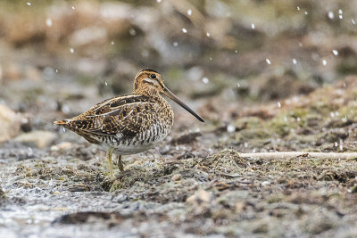 wilson's snipe 101016_MG_2928