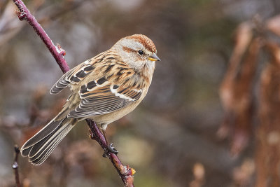 american tree sparrow 101616_MG_4622 