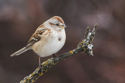 american tree sparrow 101616_MG_4982 