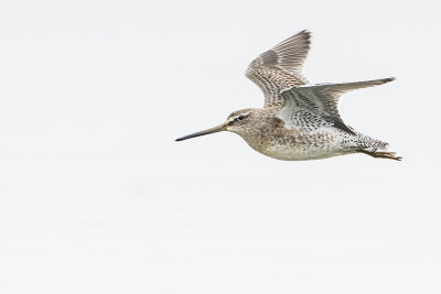 long-billed dowitcher 101616_MG_5154 