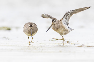 long-billed dowitchers 101616_MG_5373 