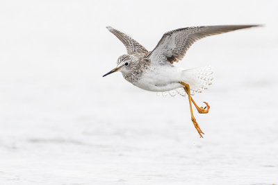 lesser yellowlegs 101616_MG_5723