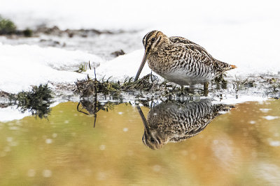 wilson's snipe 101616_MG_6218 