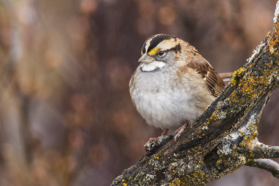 white-throated sparrow 101616_MG_4931 