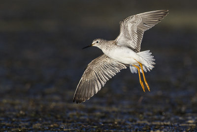 lesser yellowlegs 101916_MG_6658