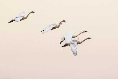 tundra swans 102616_MG_8142