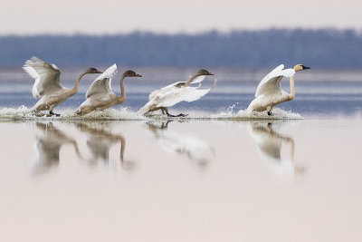 tundra swans 102616_MG_8182