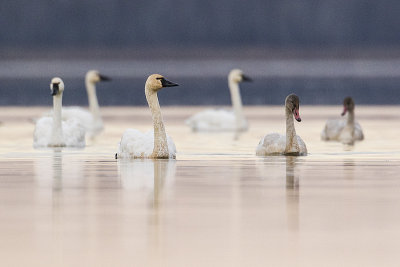 tundra swans 102616_MG_8456