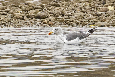 lesser black-backed gull 102916_MG_8822 