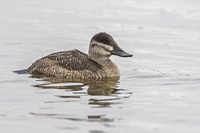 ruddy duck 102916_MG_8971 
