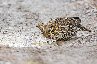 spruce grouse 111116_MG_9552