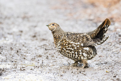 spruce grouse 111116_MG_9571