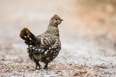 spruce grouse 111116_MG_9710
