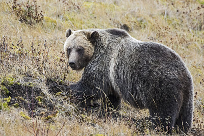 grizzly bear 111116_MG_0037