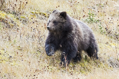 grizzly bear 111116_MG_0055