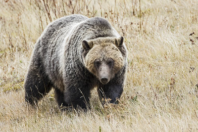 grizzly bear 111116_MG_0121