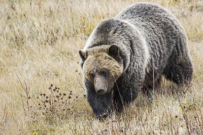 grizzly bear 111116_MG_0128 