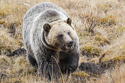 grizzly bear 111116_MG_0482