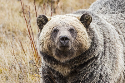 grizzly bear 111116_MG_0529