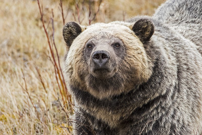 grizzly bear 111116_MG_0545