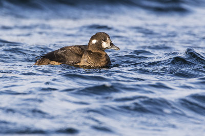 harlequin duck 111916_MG_1859 