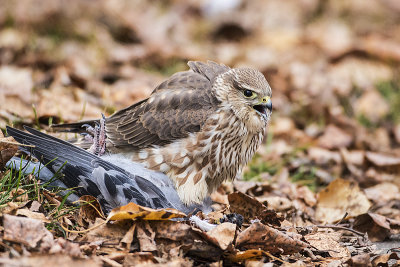 merlin 111716_MG_1446 