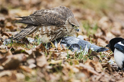 merlin 111716_MG_1647 