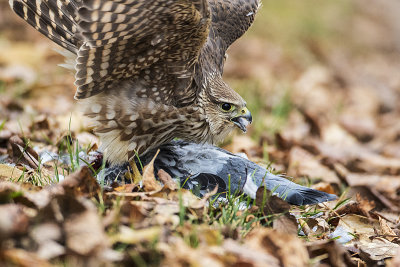 merlin 111716_MG_1650 