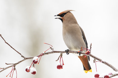 bohemian waxwing 120116_MG_2967 