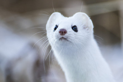 short-tailed weasel 120316_MG_3162