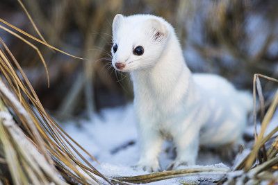 short-tailed weasel 120316_MG_3138