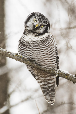 northern hawk owl 122416_MG_4031 