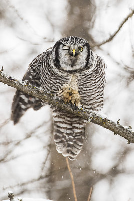 northern hawk owl 122416_MG_4057 