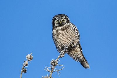 northern hawk owl 010217_MG_4847 