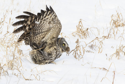 great gray owl 010717_MG_5017 