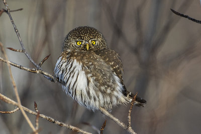 northern pygmy owl 010817_MG_5708 
