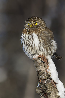 northern pygmy owl 010817_MG_6357 