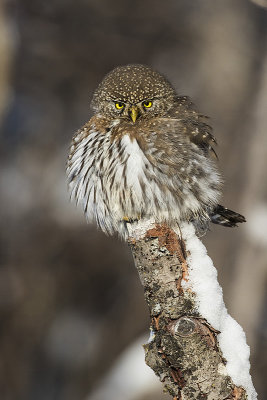 northern pygmy owl 010817_MG_6613 