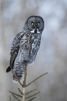 great gray owl 011517_MG_8273 