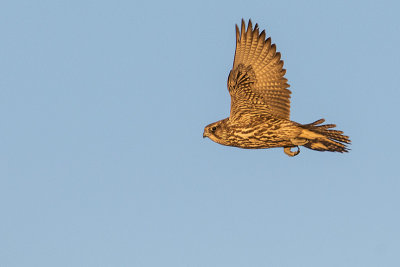 gyrfalcon 011517_MG_8098 