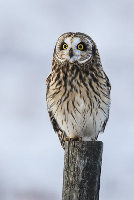 short-eared owl 011817_MG_8809 