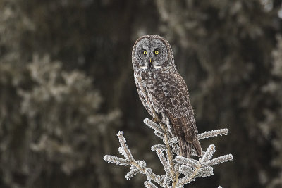 great gray owl 012217_MG_9175 