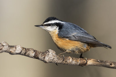 red-breasted nuthatch 012917_MG_9894 