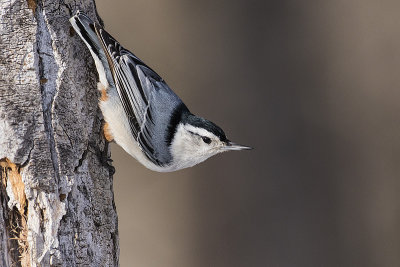 white-breasted nuthatch 012917_MG_9735 