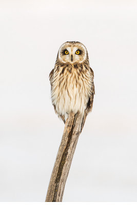 short-eared owl 020217_MG_1254 